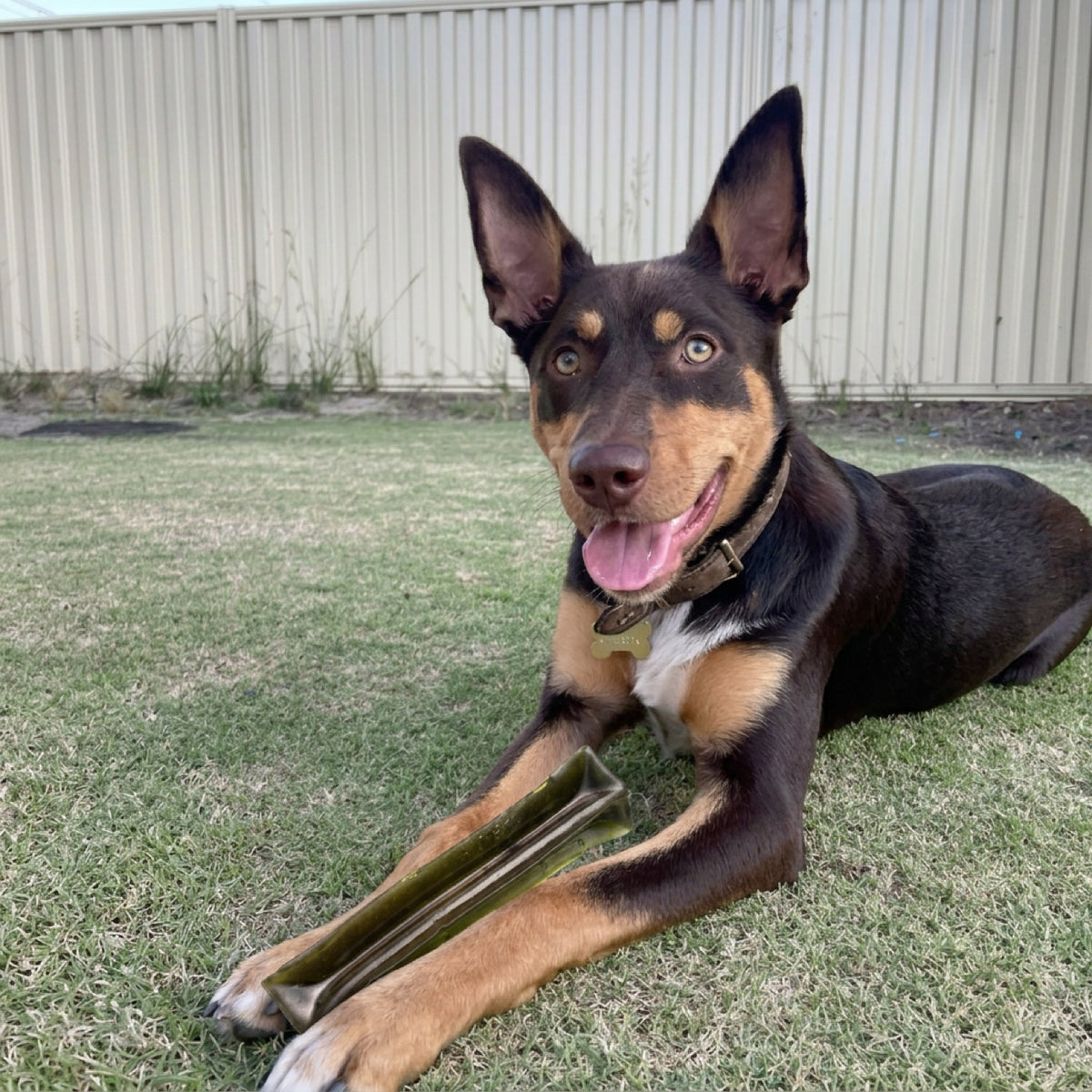 Power-chewing breed with a FANGZ chew