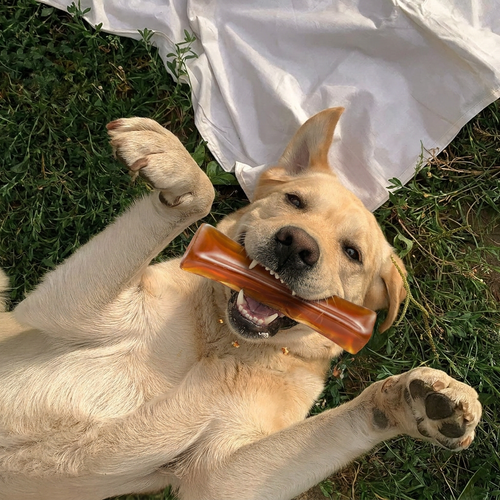 Pumpkin Collagen Dog Chew