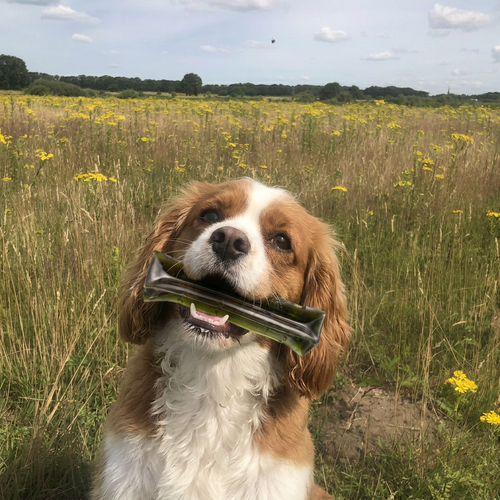 Beef + Spirulina Collagen Dog Chew