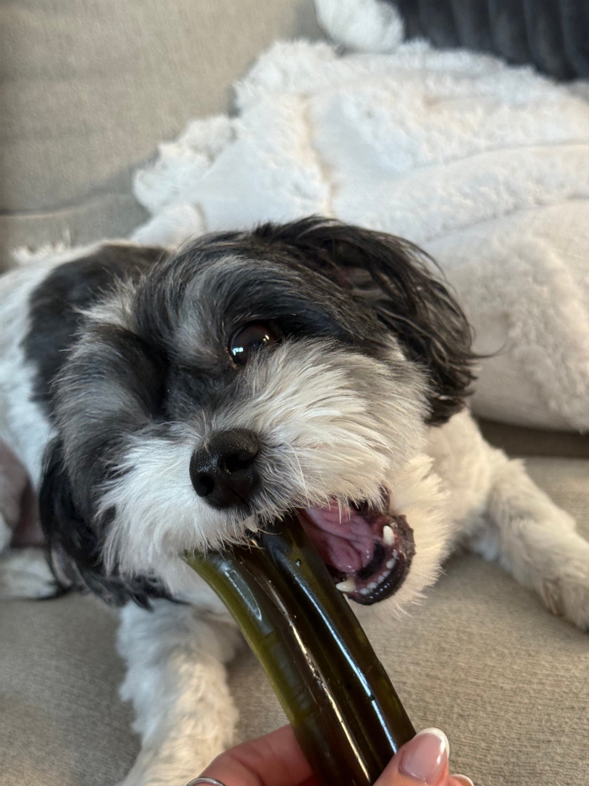 FANGZ chew, hand-finished in Brisbane